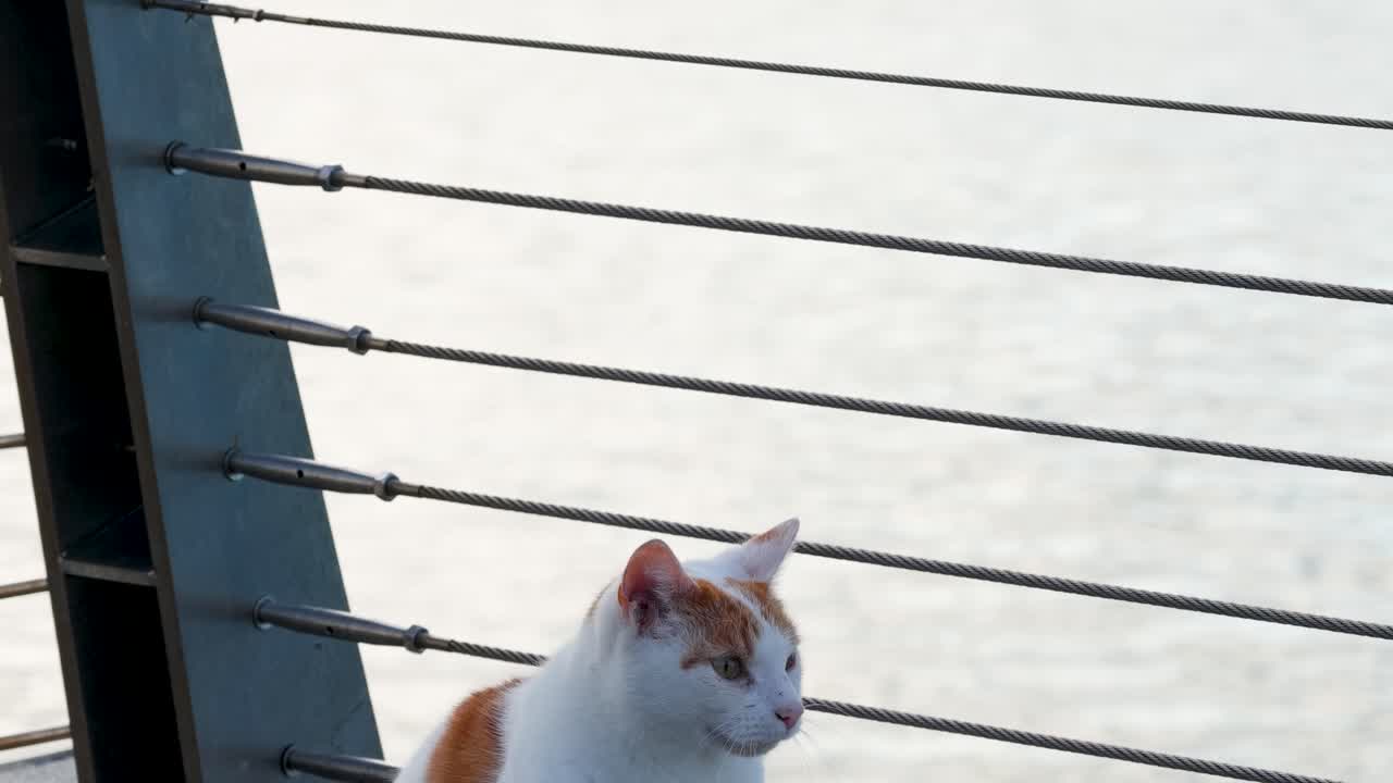 Calm white and orange cat sits quietly on outdoor pier at waterfront, soft natural lighting