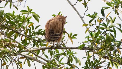 Ein-Jungvogel,-Der-Von-Seinem-Rücken-Aus-Nach-Vorne-Blickt,-Während-Er-Seinen-Kopf-Umdreht,-Buffy-Fish-Owl-Ketupa-Ketupu-Khao-Yai-Nationalpark,-Thailand