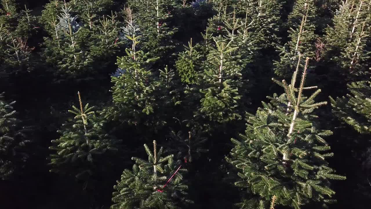 Ripresa aerea panoramica da destra su alberi di Natale