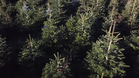 Aerial-right-panning-shot-across-Christmas-trees