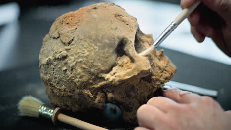 archaeologist cleaning a fossil skull