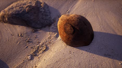 brown-coconut-on-the-beach-sand