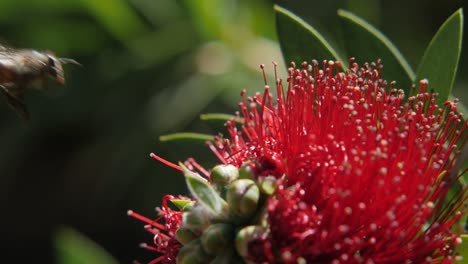una abeja revoloteando alrededor de una flor roja brillante en sudáfrica cierra a cámara lenta