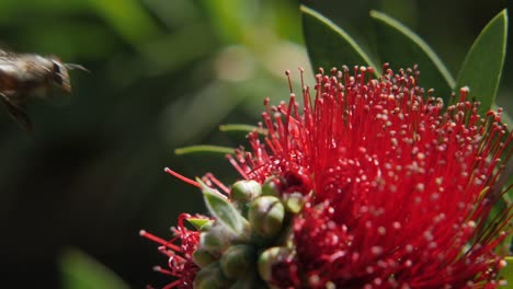 eine biene, die in südafrika um eine leuchtend rote blume schwebt, nahaufnahme in zeitlupe