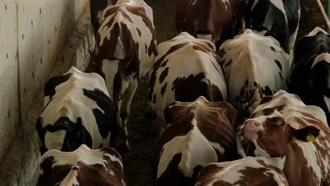 Bilder-Von-Kühen,-Die-Im-Stall-Laufen