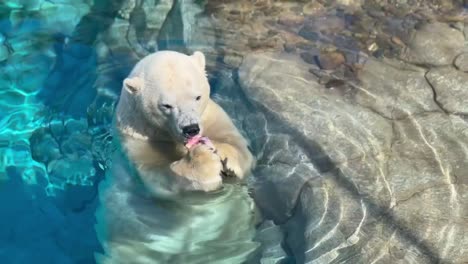 Polar-Bear-sitting-in-water-chewing-on-red-meat-holding-it-with-both-paws