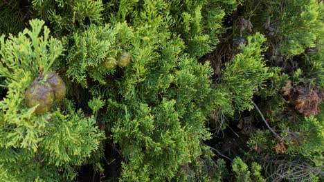 treetops moving in the wind from above