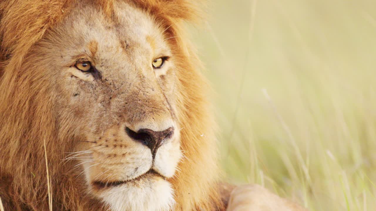 rostro de león macho retrato de cerca, animal de safari de vida silvestre africana en la reserva nacional de masai mara en kenia, áfrica, masai mara, gran melena y hermosa mirando a su alrededor alerta