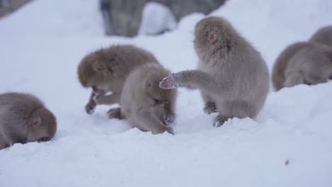 Troop-of-Japanese-Macaques-Searching-for-Food-in-Snowy-landscape