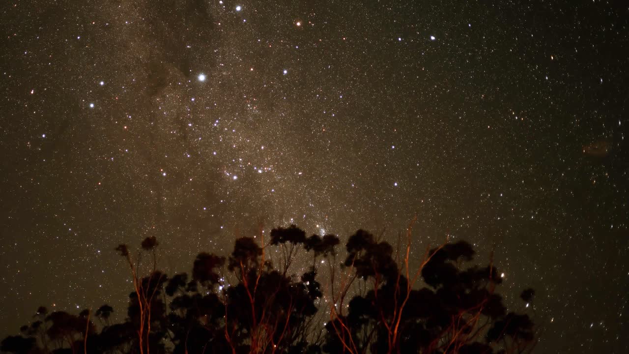 Stars twinkle above silhouetted trees at night