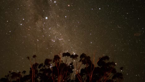 las estrellas brillan por encima de los árboles en silueta por la noche
