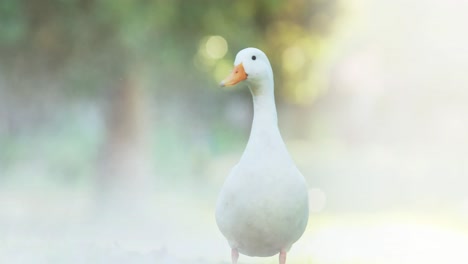 Animation-of-goose-over-blurred-background