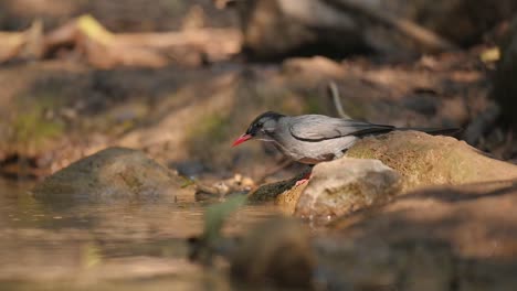 black bulbul and himalayan bulbul drinking water from stream in forest