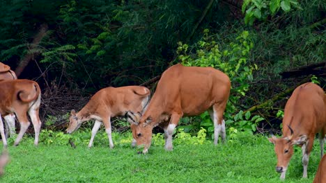 Banteng-Oder-Tembadau-Ist-Ein-Wildrind,-Das-In-Südostasien-Vorkommt-Und-In-Einigen-Ländern-Ausgestorben-Ist