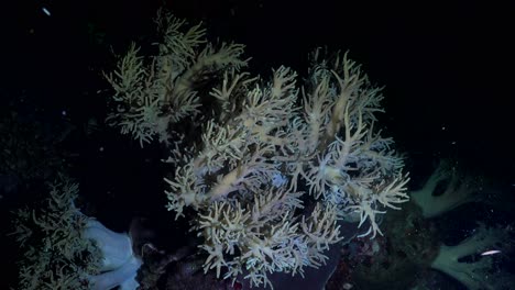 Coral-Blando-Bajo-El-Agua-Por-La-Noche