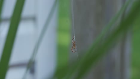 Araña-De-Jardín-Aislada-Cuelga-De-Una-Red-Entre-Plantas-Al-Aire-Libre