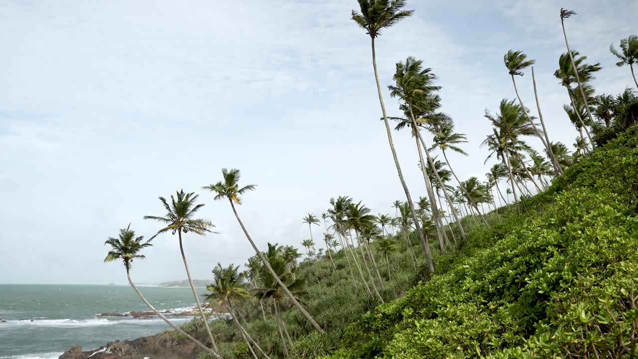 Lush tropical palm trees dotting a green hillside, overlooking a serene coastline with gentle waves and a blue sky. A tranquil and exotic natural scenery evoking relaxation and adventure.