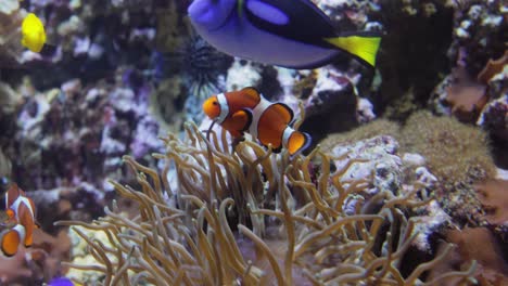 topical saltwater fish ,clownfish anemonefish