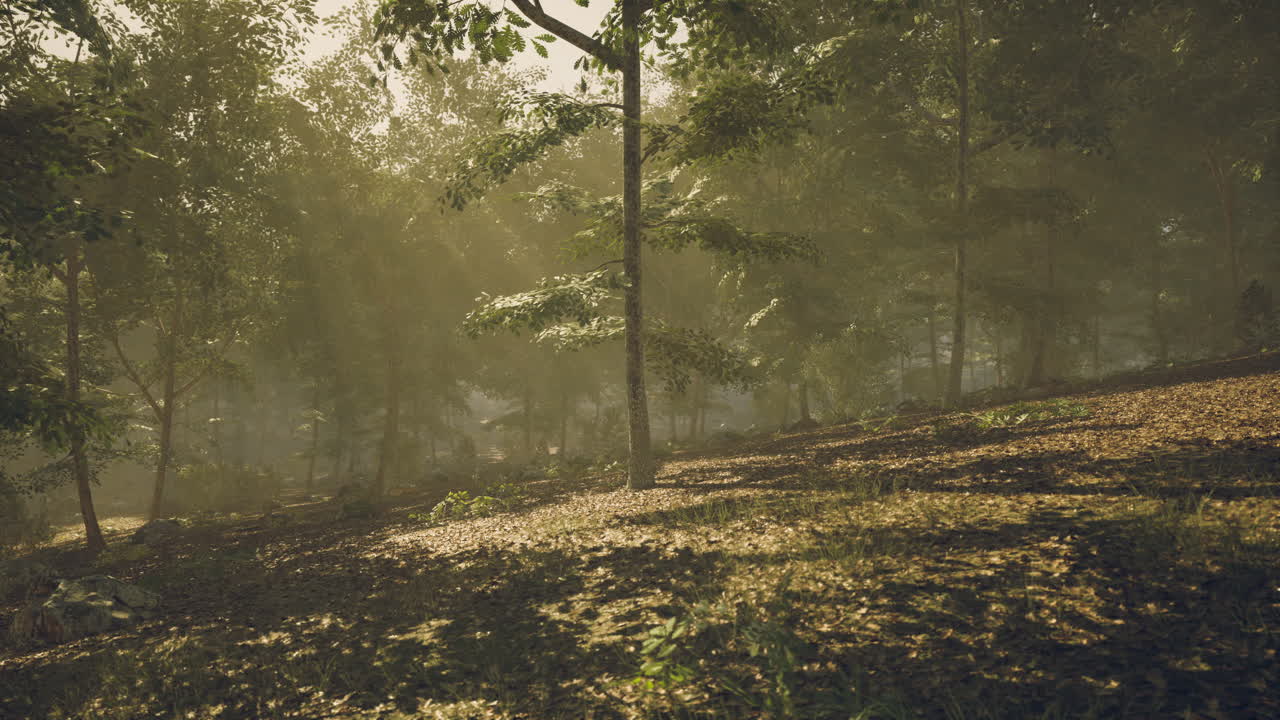 빛은 아침 일찍 평온한 숲의 잎을 통해 필터링됩니다.