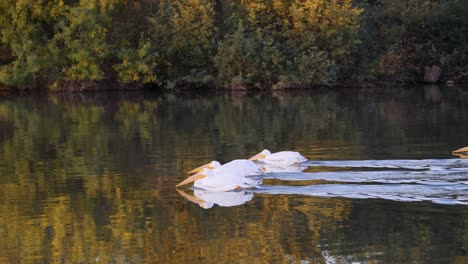 pelicans swimming in a tranquil pond when one dives its head into the water