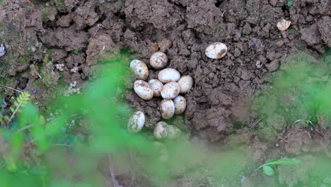 rack de huevos de serpiente de agua común contra el paso verde de una planta