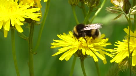 macro shot of wild bumblebee collecting pollen of yellow flower in wilderness during sun