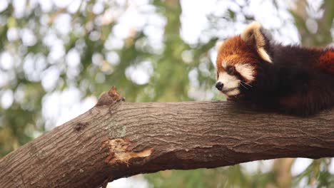 panda roja descansa en una rama de árbol en un entorno de bosque sereno