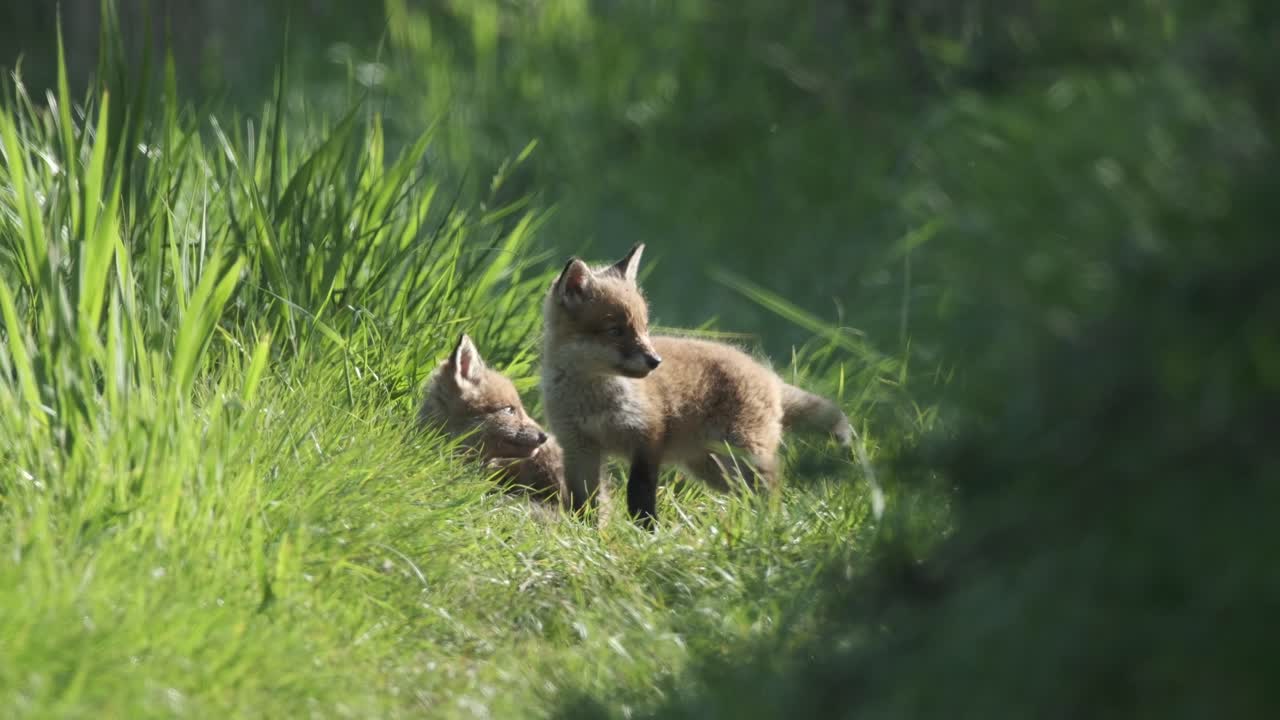 Fox cubs in Norfolk, UK