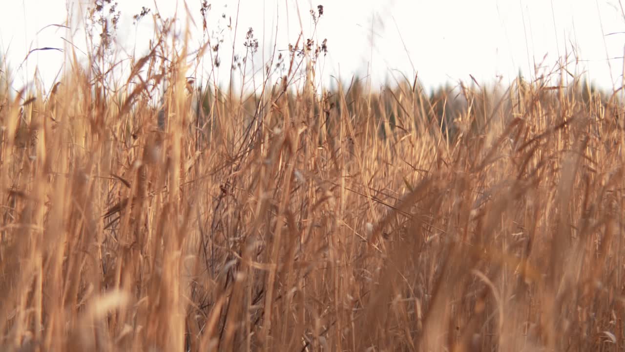 Wheat in a field, dancing with the wind