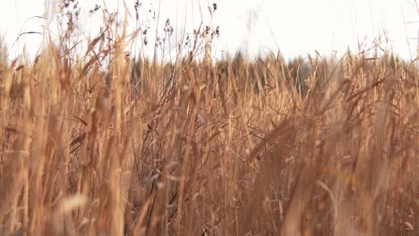 wheat in a field, dancing with the wind