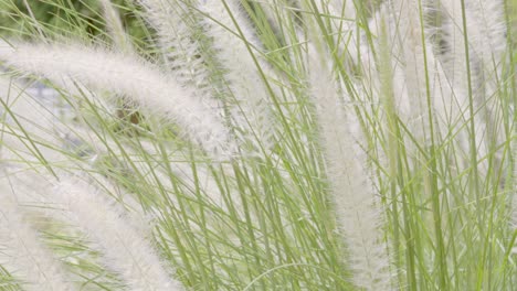 Cogon-grass-of-lalang-flower-swayed-by-the-wind-on-a-blurred-background-in-the-countryside