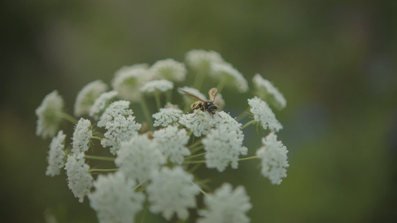 Macro shot of a wasp delicately landing on a white blossom, showing intricate insect behavior and detailed textures of nature