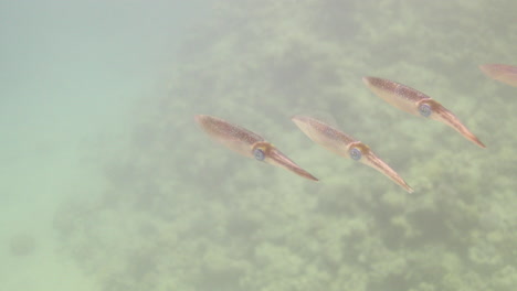 Calamares-En-El-Arrecife-De-Coral-Del-Mar-Rojo-De-Egipto,-Los-Calamares-Son-Nadadores-Rápidos,-Se-Mueven-Por-Propulsión-A-Chorro-Y-Localizan-En-Gran-Medida-A-Sus-Presas-A-Simple-Vista