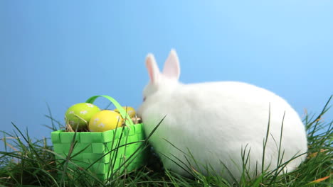 Weißes-Häschen-Schnüffelt-Im-Gras-Und-Im-Korb-Mit-Ostereiern-Herum