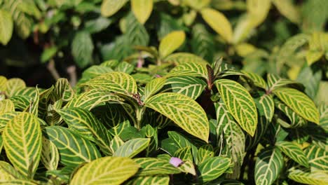 green and yellow leaves moving in the breeze