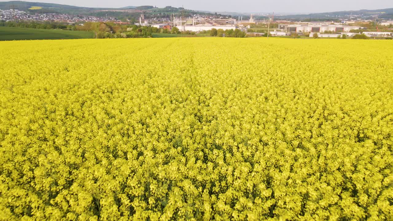 일몰 동안 산업 배경 앞에 있는 거대한 유채 밭