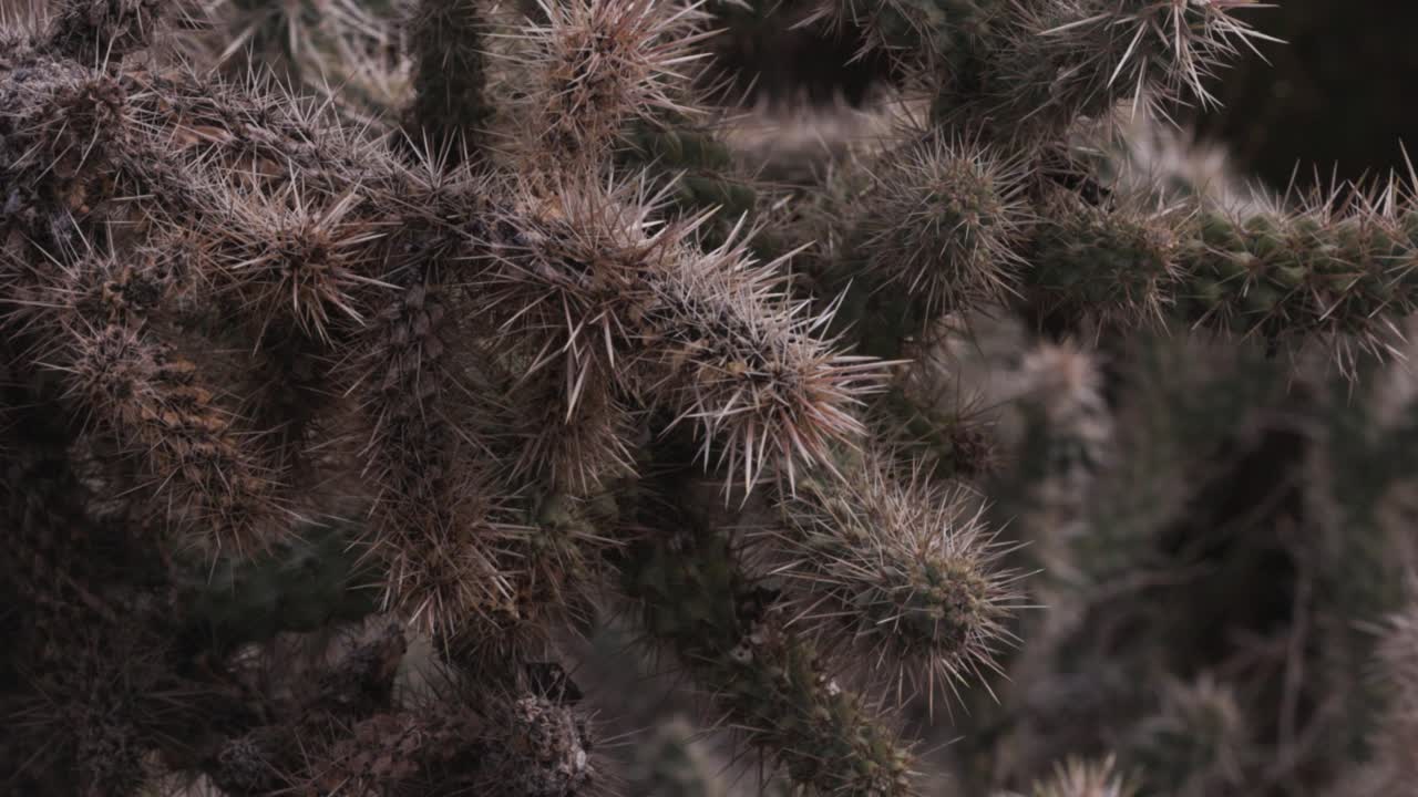 sharp pointy cactus panning video with an evergreen tree blurred in the background and a botany vibe
