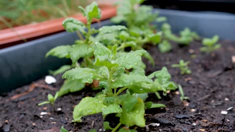 Small-green-leaf-plant-growing-in-soil-bed,-close-up