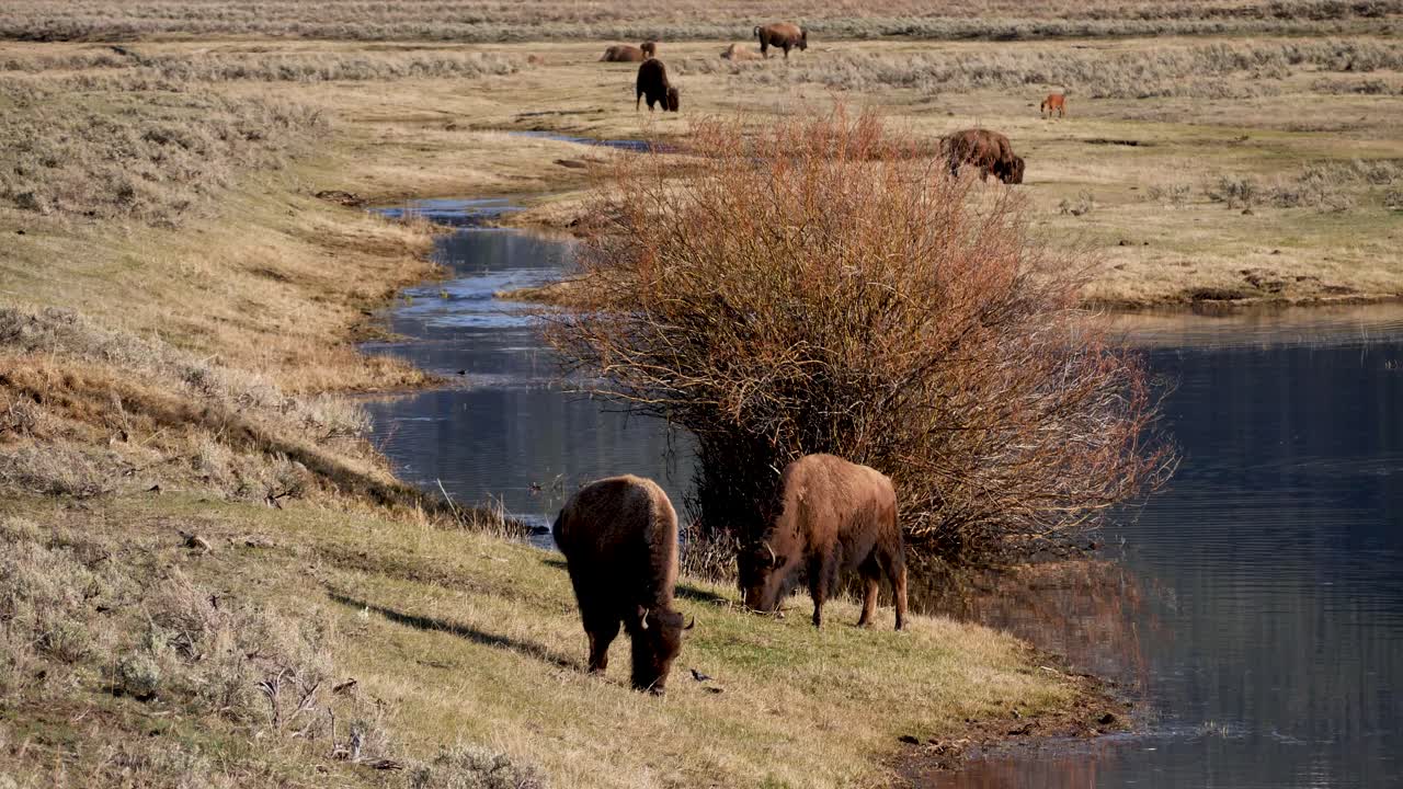 manada de bisontes pastando en el valle de lamar