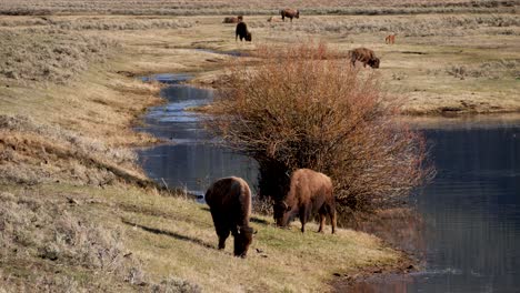 herd of bison grazing in lamar valley