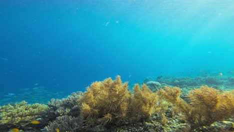the soft corals wave gently in the sea current, creating a beautiful underwater landscape rich with diverse marine species, shot in raja ampat, indonesia.