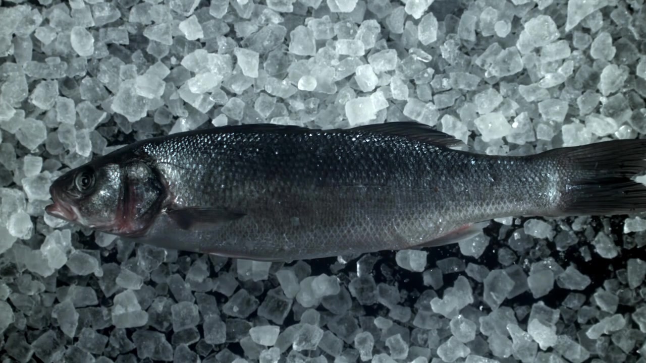Close-up de Robalo Fresco em uma Cama de Gelo Picado