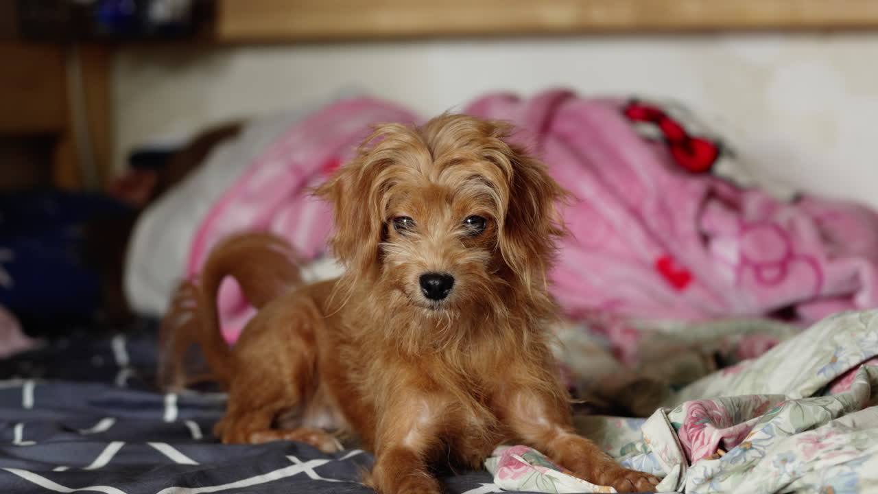 perro mayor de raza mixta