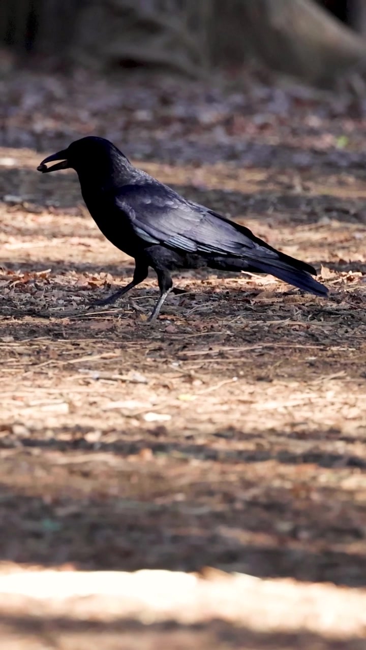 Un corvo cammina, cercando cibo sul terreno del bosco