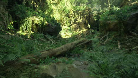 morning sun filters through dense green forest foliage