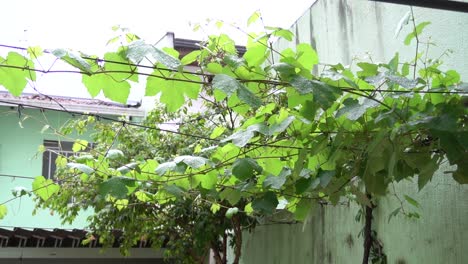 Eine-Weinrebe-In-Meinem-Haus