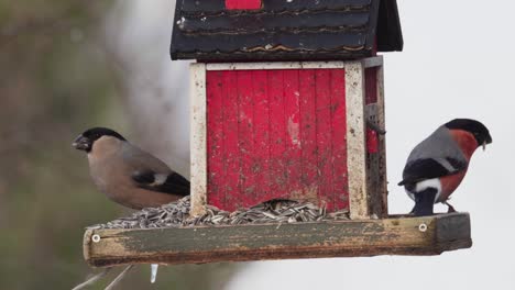 eurasian bullfinch birds perching on small wooden house seed feeder