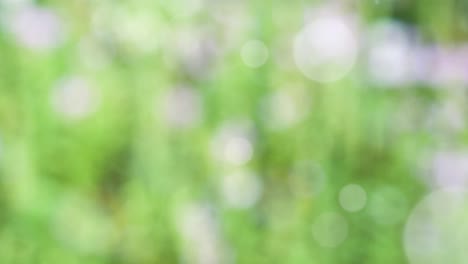 Abstract spring background with bokeh