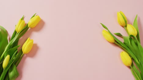 Image-of-yellow-tulips-with-copy-space-on-pink-background