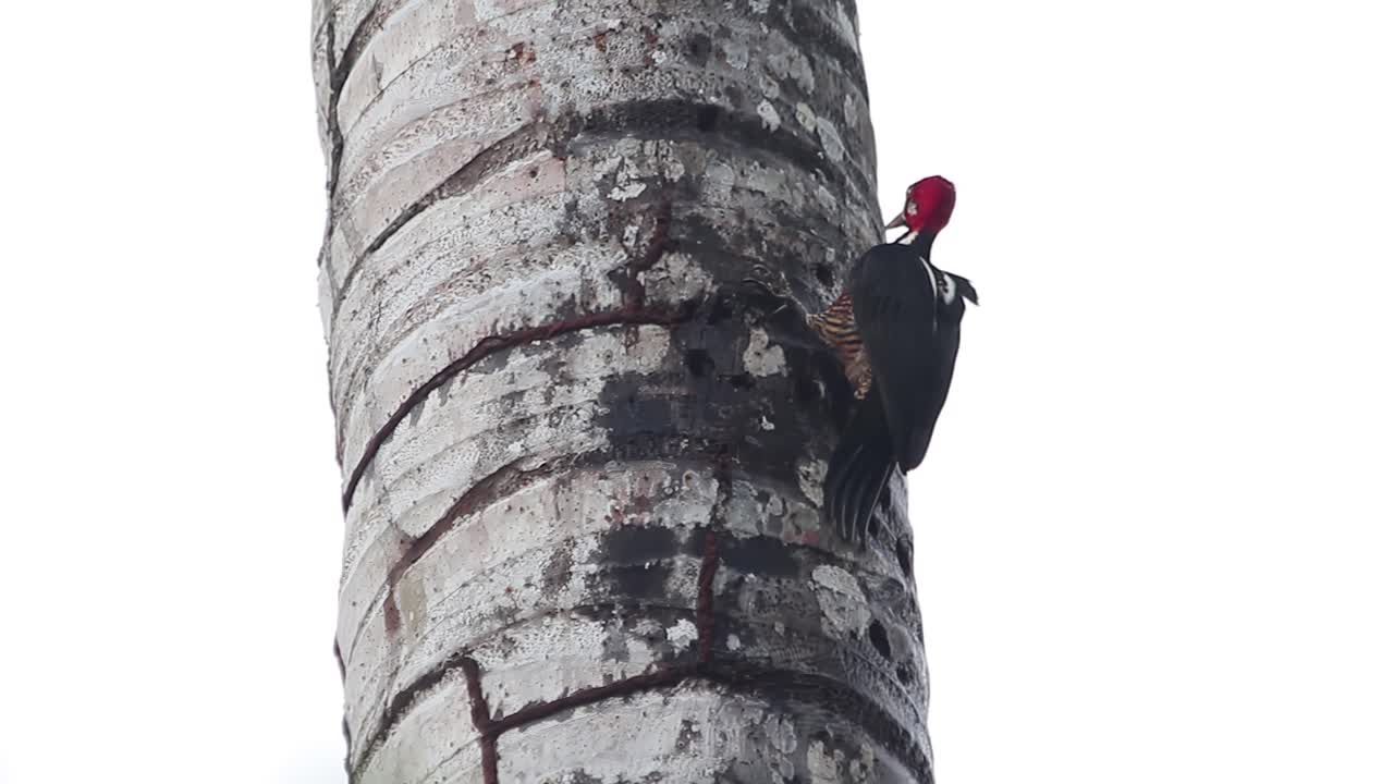 Rotspecht hackt ein Loch in das Holz eines Palmenstammes